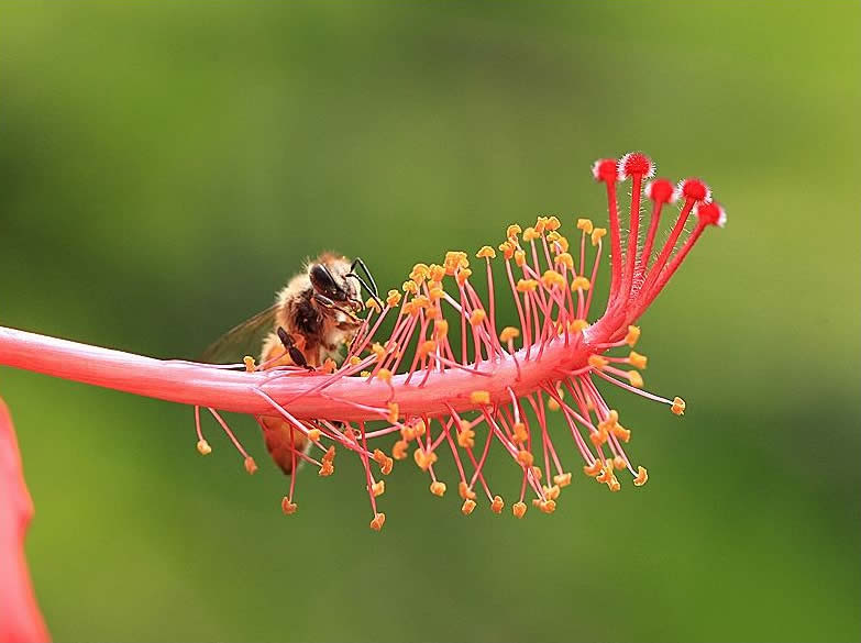 蜜蜂采花蜜是為了什么？