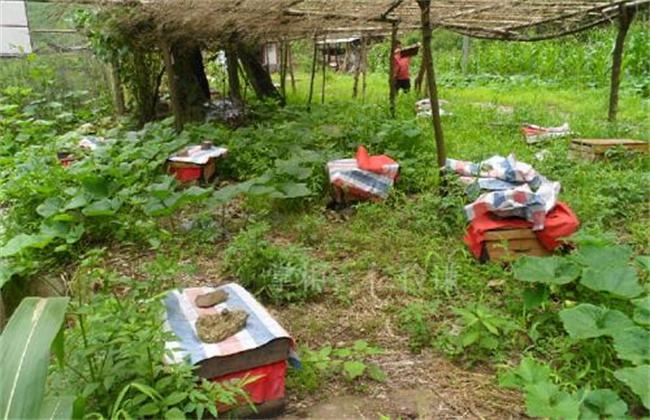 意蜜蜂養(yǎng)殖技術(shù)及注意事項