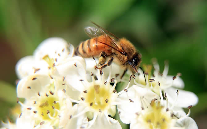 蜜蜂采蜜