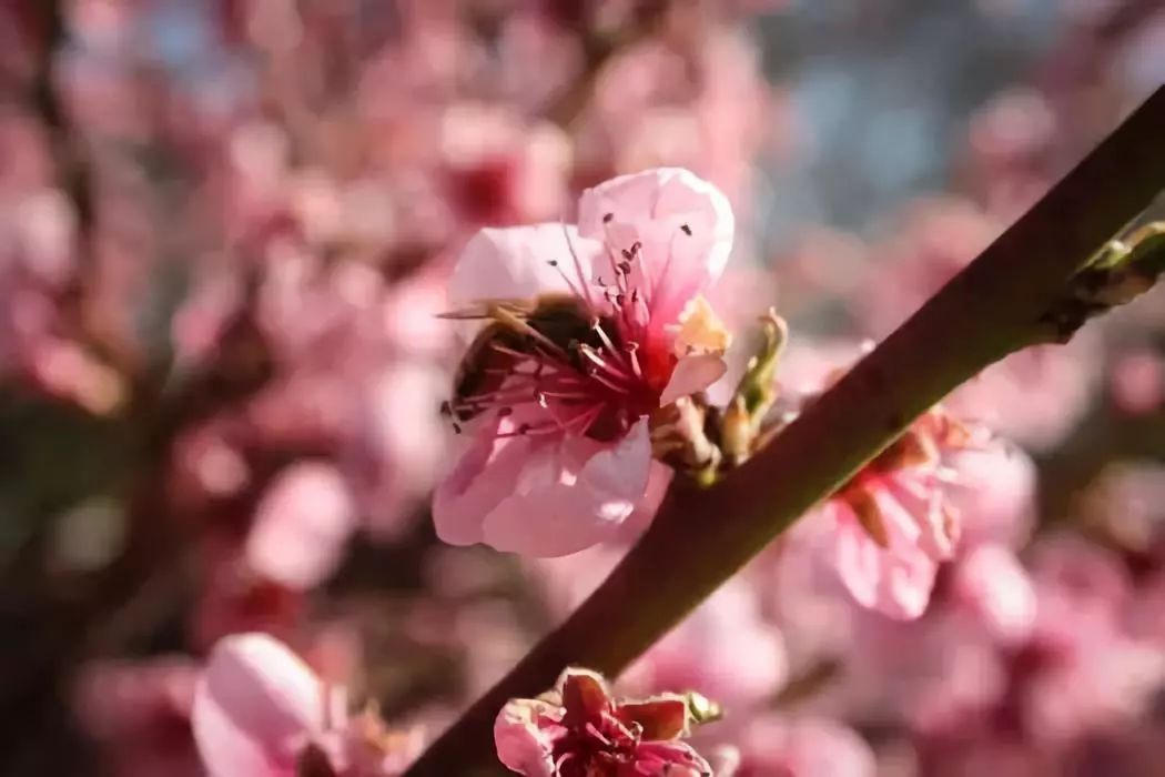 蜜蜂春繁管理技術（春繁蜜蜂應注意什么）