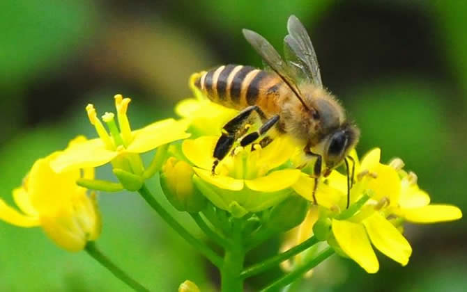 蜜蜂采蜜