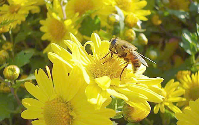 蜜蜂多少天釀成一批蜜