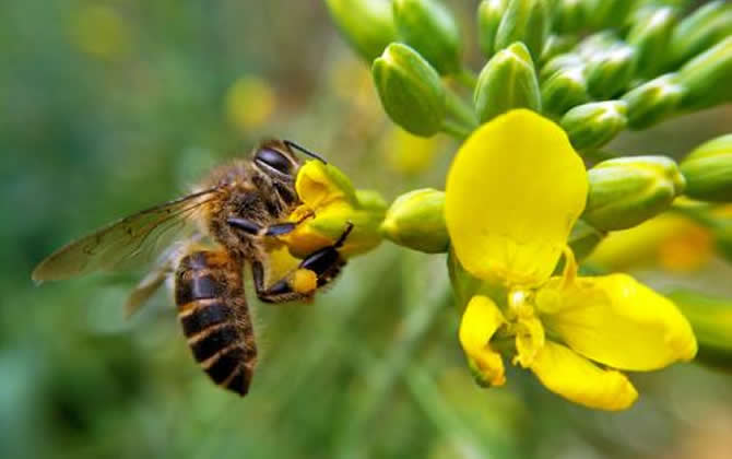 蜜蜂多少天釀成一批蜜