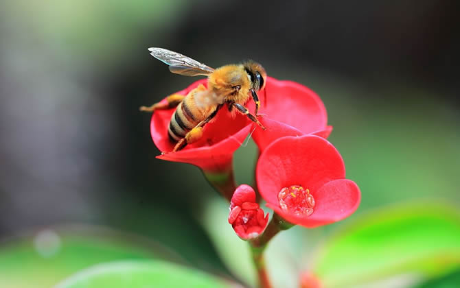 蜜蜂多少天釀成一批蜜