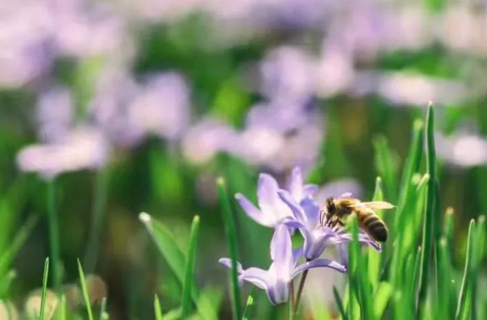 如何誘捕別人家養(yǎng)的蜜蜂?(教你怎么捉來蜜蜂)