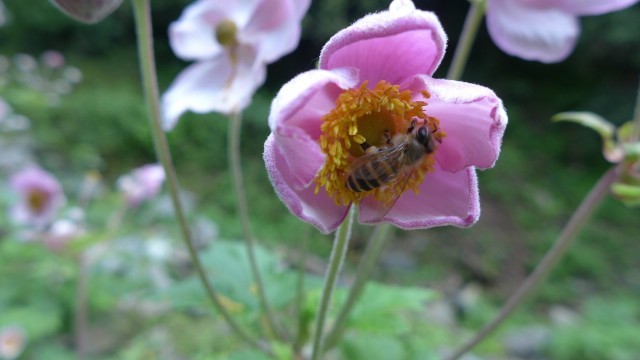 中華蜜蜂