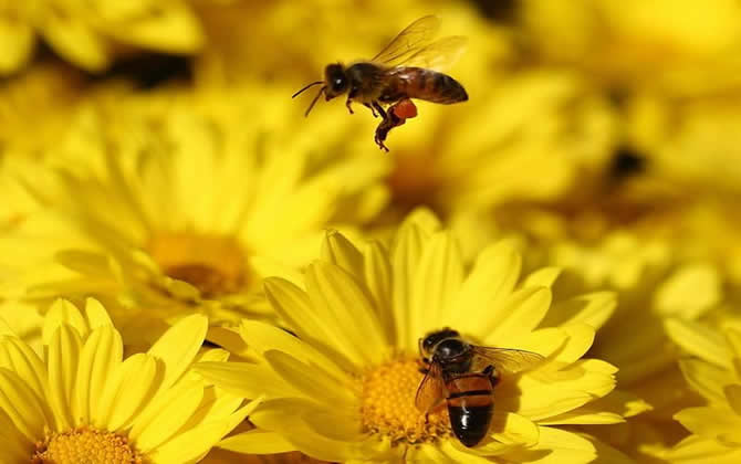 蜜蜂釀蜜