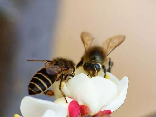 適合養(yǎng)高加索蜂的環(huán)境（高山灰色高加索蜜蜂品種）