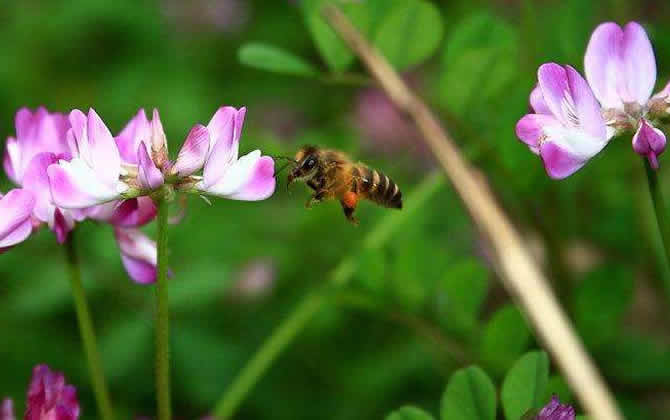 蜜蜂養(yǎng)殖