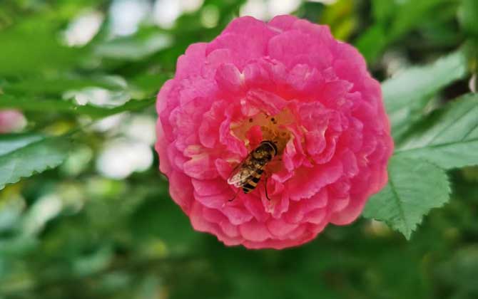 被大蜜蜂蟄了有毒嗎（被大蜂蜜蟄了怎么辦）