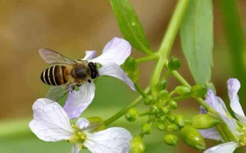 浙農大一號蜂優(yōu)缺點?（“浙農大1號”意蜂）