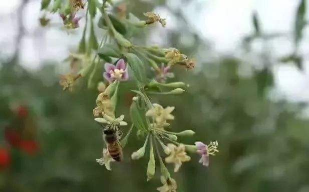 中華蜜蜂的飼養(yǎng)技術(shù)