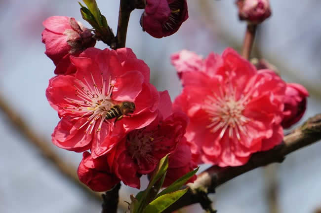 初學(xué)養(yǎng)蜂入門