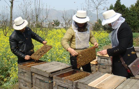 老式木桶養(yǎng)蜂怎么人工分蜂（木桶養(yǎng)蜂，如何進(jìn)行人工分蜂）