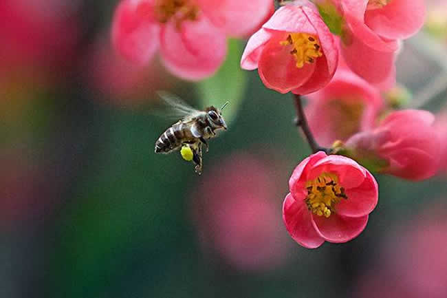 【蜜蜂知識(shí)】蜜蜂采蜜對(duì)花有什么好處？