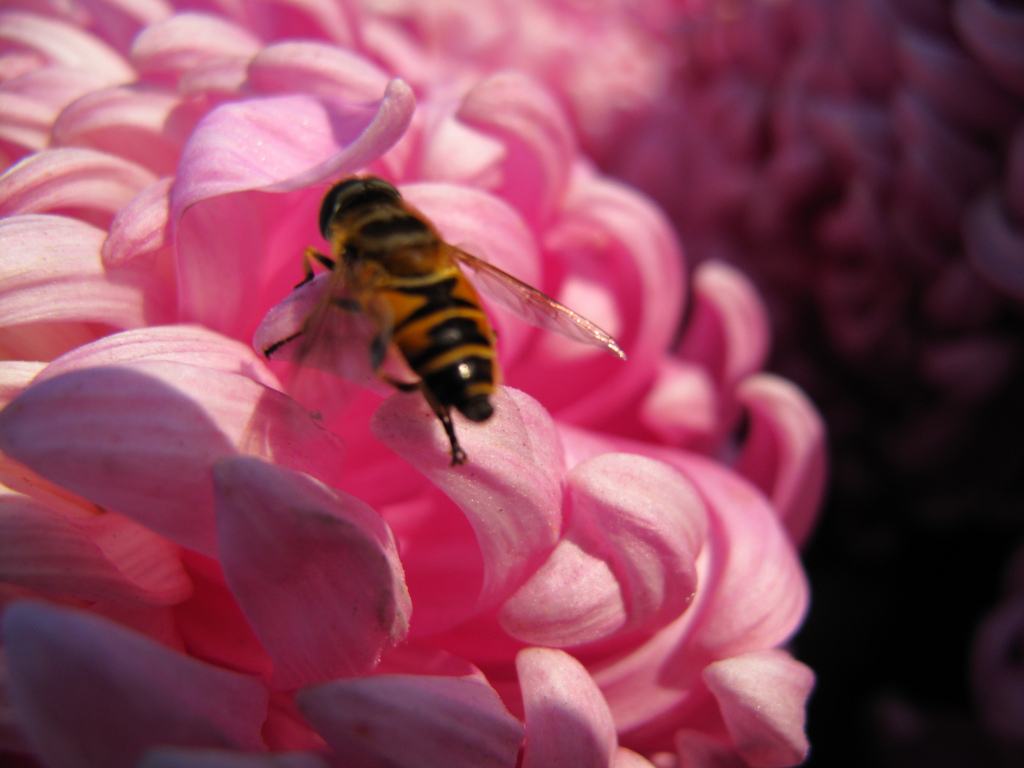 蜜蜂來(lái)家里是福還是禍?