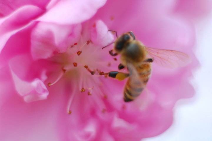 蜜蜂來(lái)家里是福還是禍?