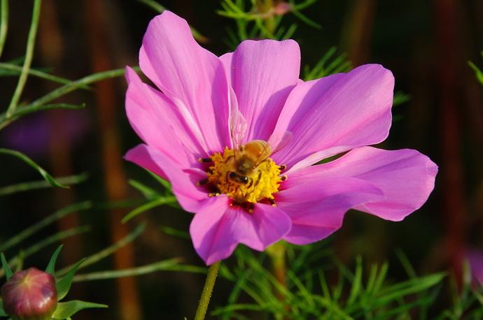 蜜蜂來(lái)家里是福還是禍?