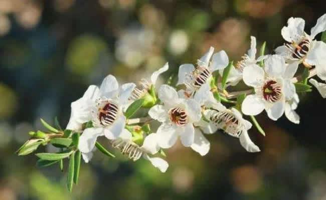 意大利蜜蜂什么時(shí)候秋繁？