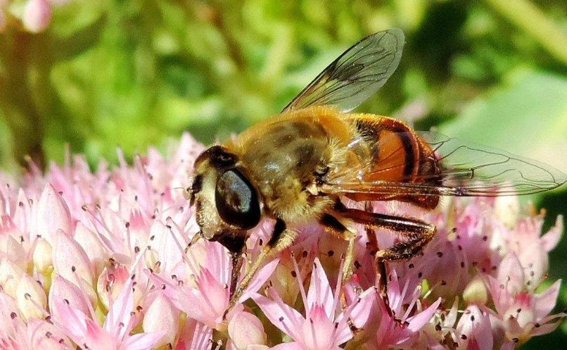 蜜膠一號(hào)對(duì)比松丹1號(hào)（蜜膠一號(hào)與松丹一號(hào)哪個(gè)好）