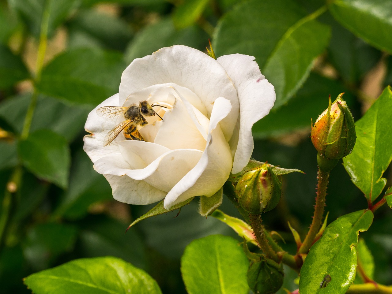 買蜜蜂大概多少錢一箱（2021年蜜蜂價格）