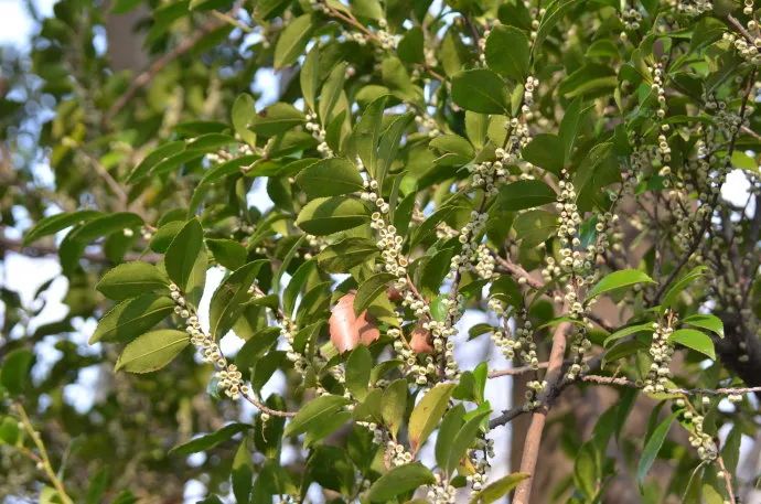 野桂花蜜有蜜嗎（野桂花蜜的功效與作用）