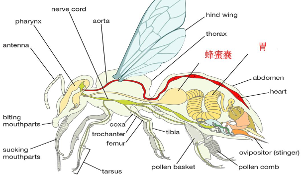 蜂蜜是蜜蜂吐出來還是拉出來的（蜜蜂產(chǎn)蜜過程詳解）