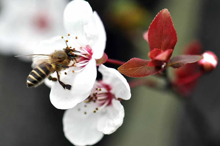 蜜蜂的資料有哪些內(nèi)容？