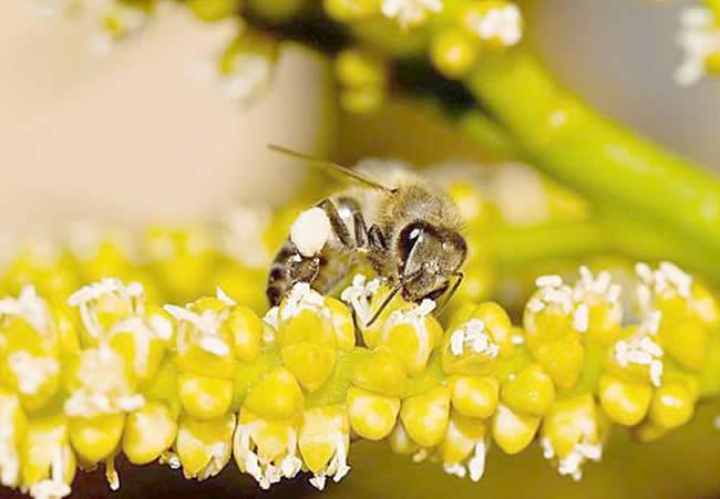 天氣冷了蜜蜂怎樣管理？