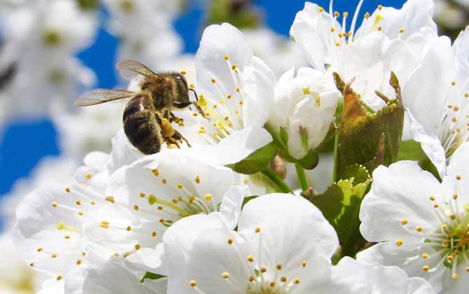 蜜蜂怎么養(yǎng)