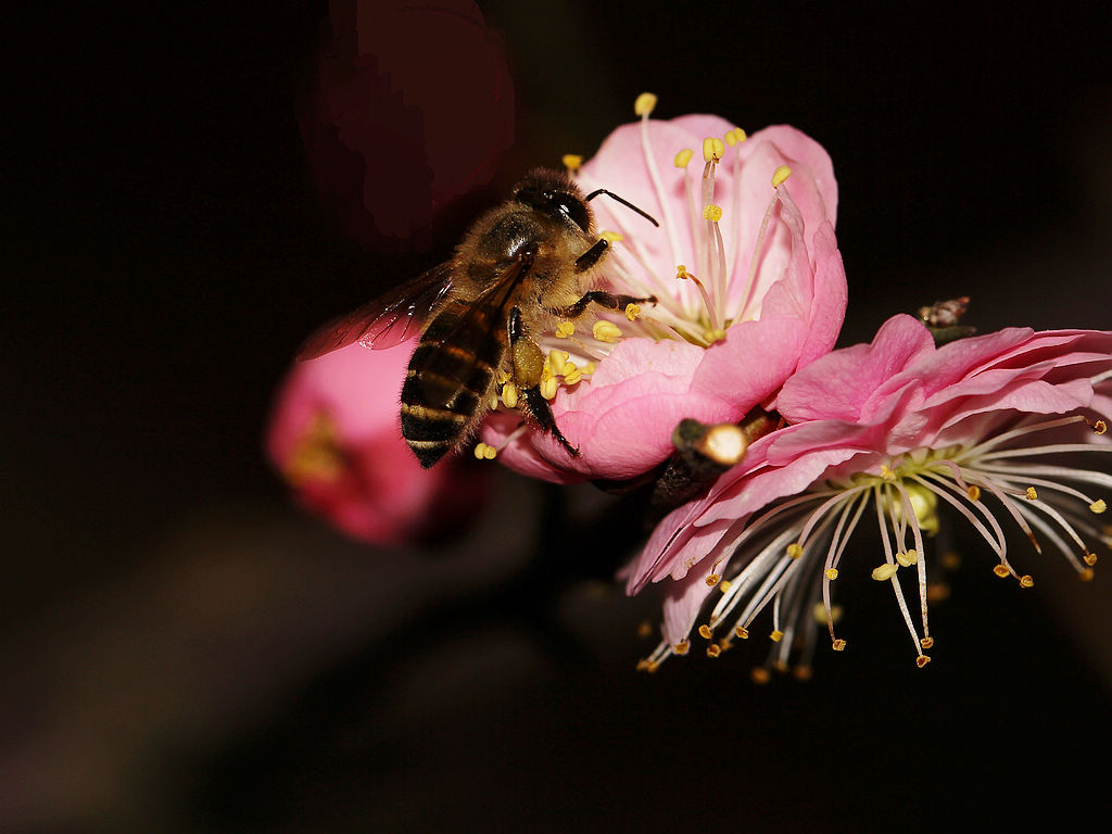 新手如何養(yǎng)蜜蜂？(新手養(yǎng)蜂技術(shù)大全)