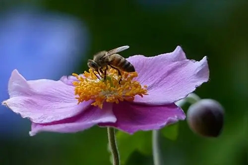 蜜蜂過箱不產(chǎn)卵