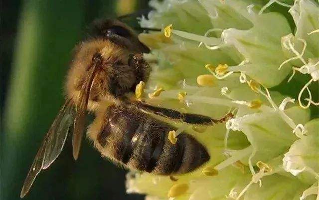 蜜蜂黑蜂病如何防治？