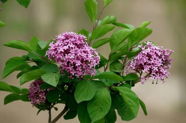 如何判斷有沒(méi)有蜜源（植物花有沒(méi)有花蜜的判斷方法）