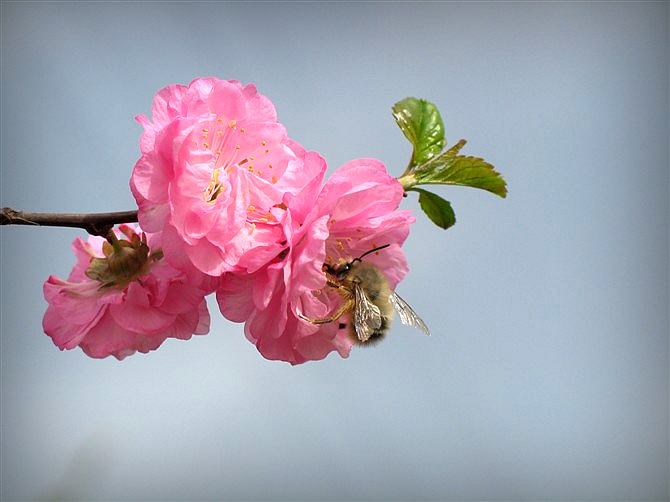 雄蜂卵和工蜂卵的區(qū)別？