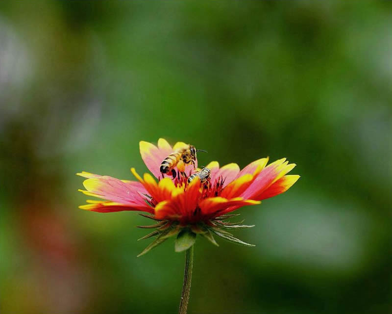 【蜜蜂知識】蜜蜂為什么正在逐漸消失？