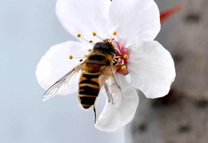 中蜂什么時(shí)候開(kāi)始春繁？