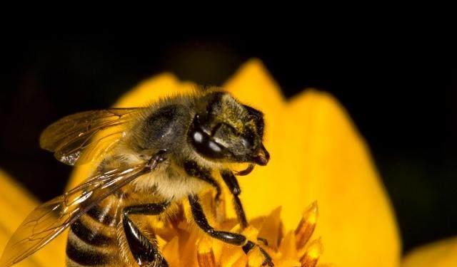 ?出現(xiàn)工蜂咬死雄蜂是什么原因（工蜂拖死雄蜂出箱外是什么原因）