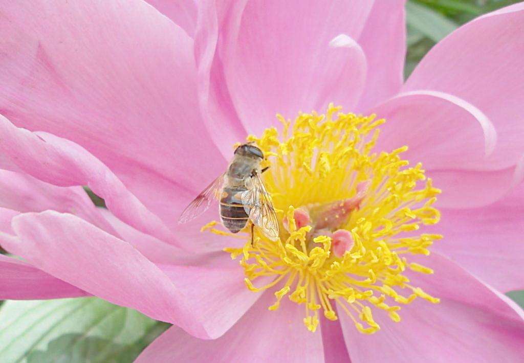 蜜蜂是怎樣采蜜的