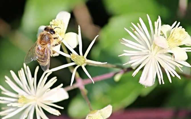 野蜂可以和弱群合并嗎？