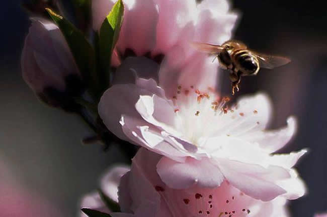 蜜蜂釀蜜過程是怎樣的？