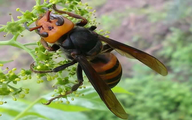 被牛角蜂蟄了怎么辦