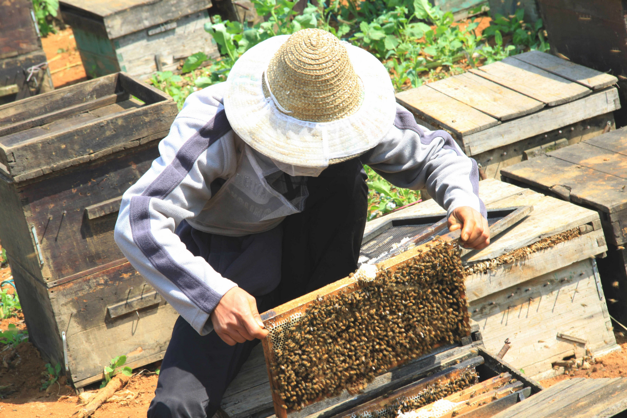 蜜蜂的養(yǎng)殖與管理技術（實用蜜蜂養(yǎng)殖新技術）