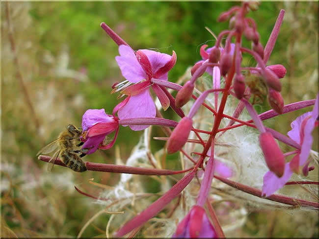 我國有多少群蜜蜂？