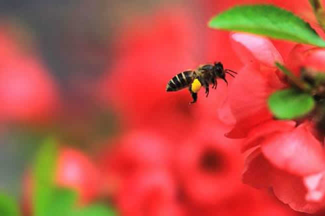 養(yǎng)20箱蜜蜂能掙多少錢？