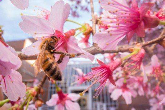 蜜蜂冬季正確的喂糖方法