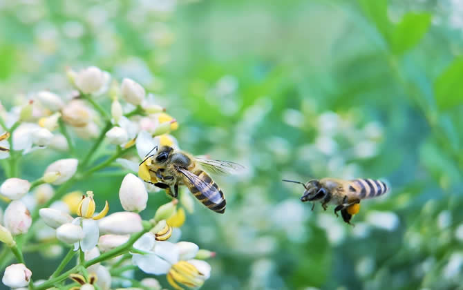 初學(xué)養(yǎng)蜂怎么選擇蜂種