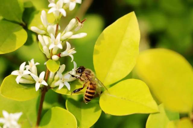 網(wǎng)上買的中蜂蜂王好不好（網(wǎng)購蜂王需要注意什么）