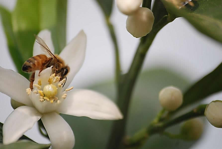 【蜜蜂知識】雄蜂試飛后多久分蜂？