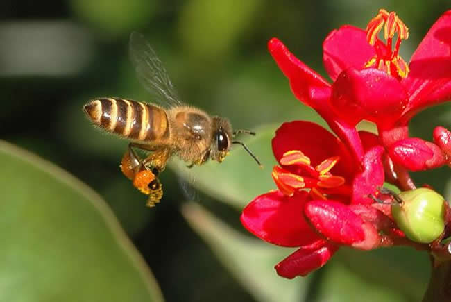 【蜜蜂知識】雄蜂試飛后多久分蜂？